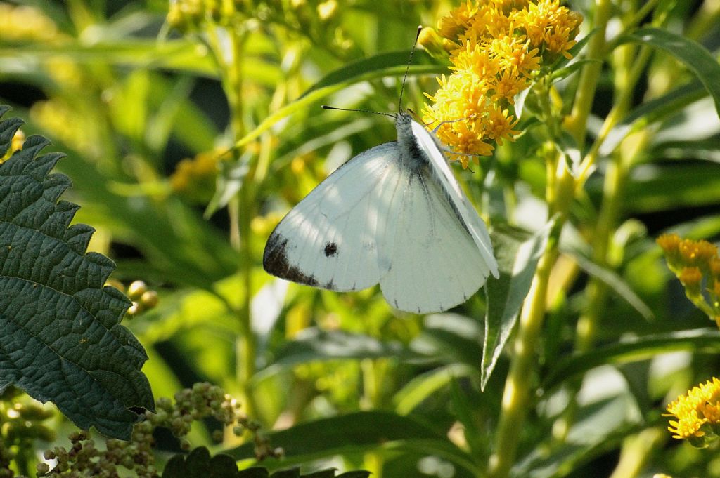 Pieris .....?